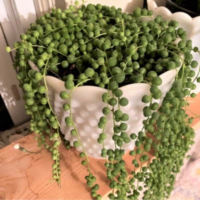 Senecio rowleyanus - String of Pearls