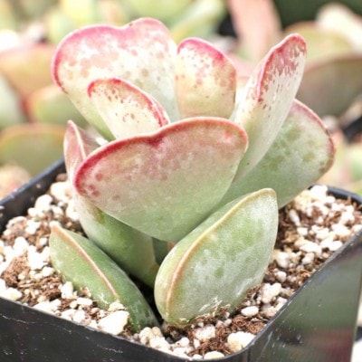 Adromischus triflorus 'Calico Hearts'