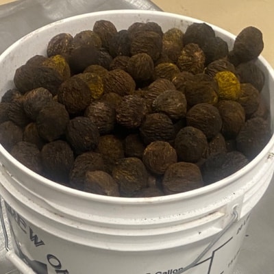Unshelled wild-harvested black walnuts, 5-pound bag
